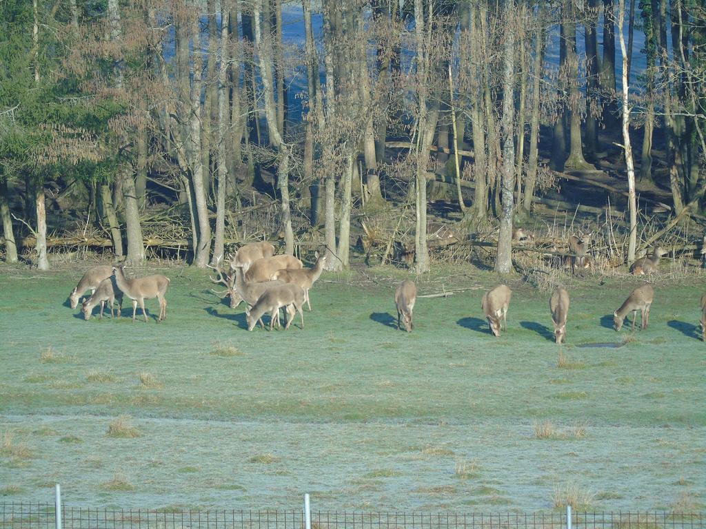 Gite Des Biches Birkenwald Bagian luar foto